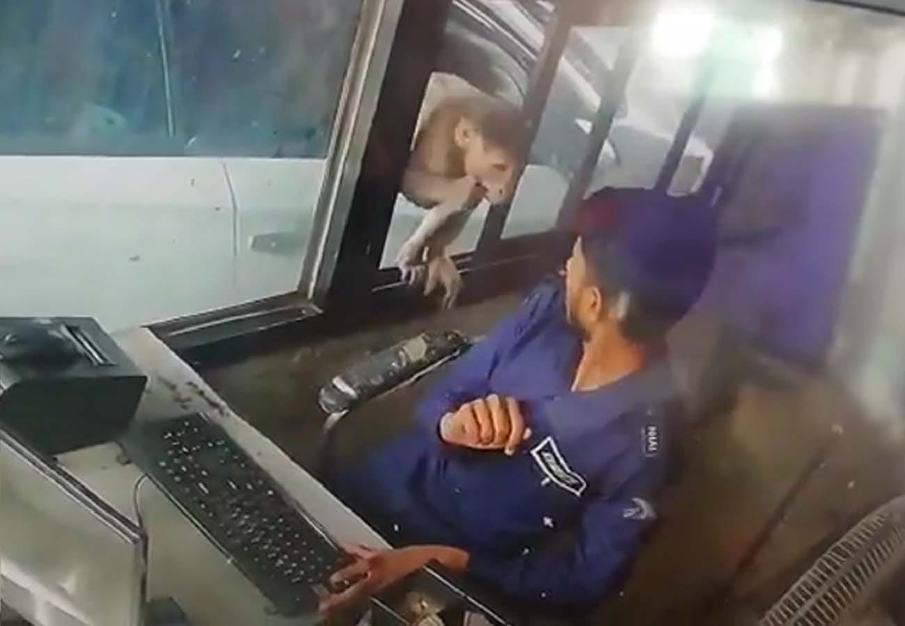 MONKEY CAUGHT DURING ROBBERY IN TOLL PLAZA kanpur dehat