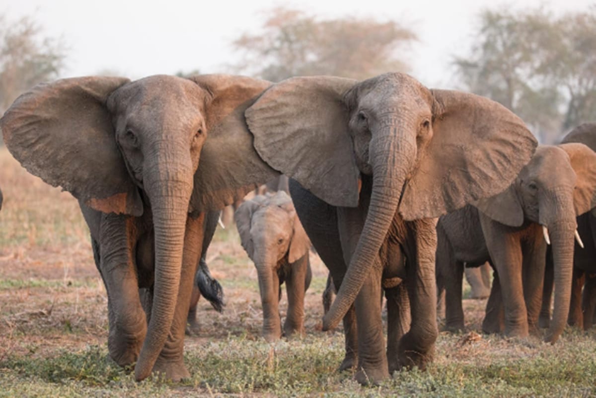 Elephant killed two persons in Chhattisgarh