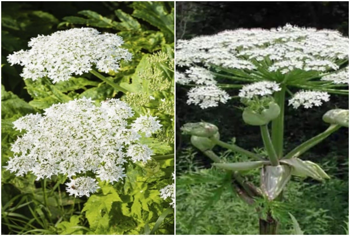 this plant is more dangerous than snake poison