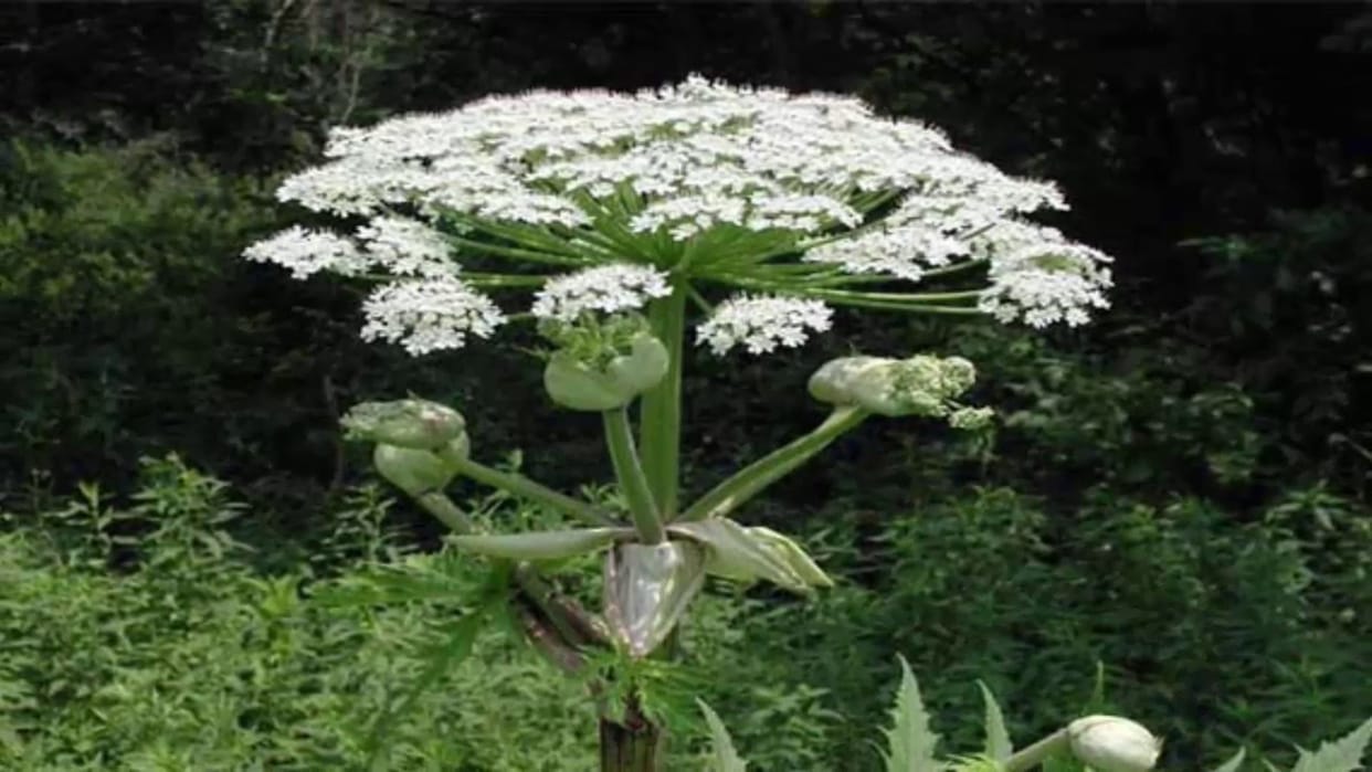 this plant is more dangerous than snake poison