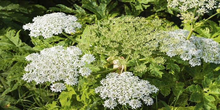 this plant is more dangerous than snake poison
