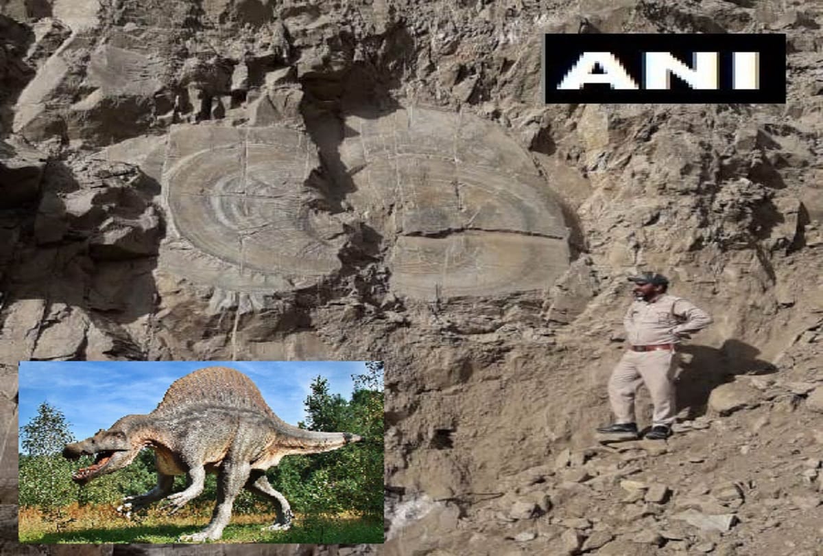 Tree fossil of Mesozoic geological era found in Kharapathar Shimla