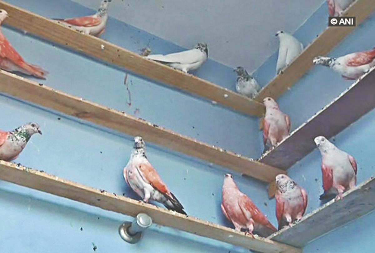 Lok Sabha Chunav 2019: Pigeon divided in political colour