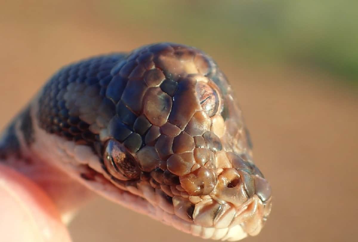 after snake enters parliament adjourn for indefinitely in nigeria