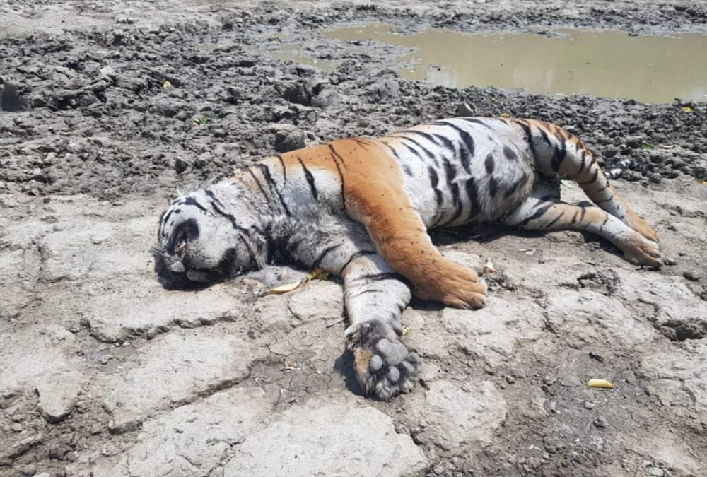 Tiger dead body found in Corbett Tiger Reserve ramnagar