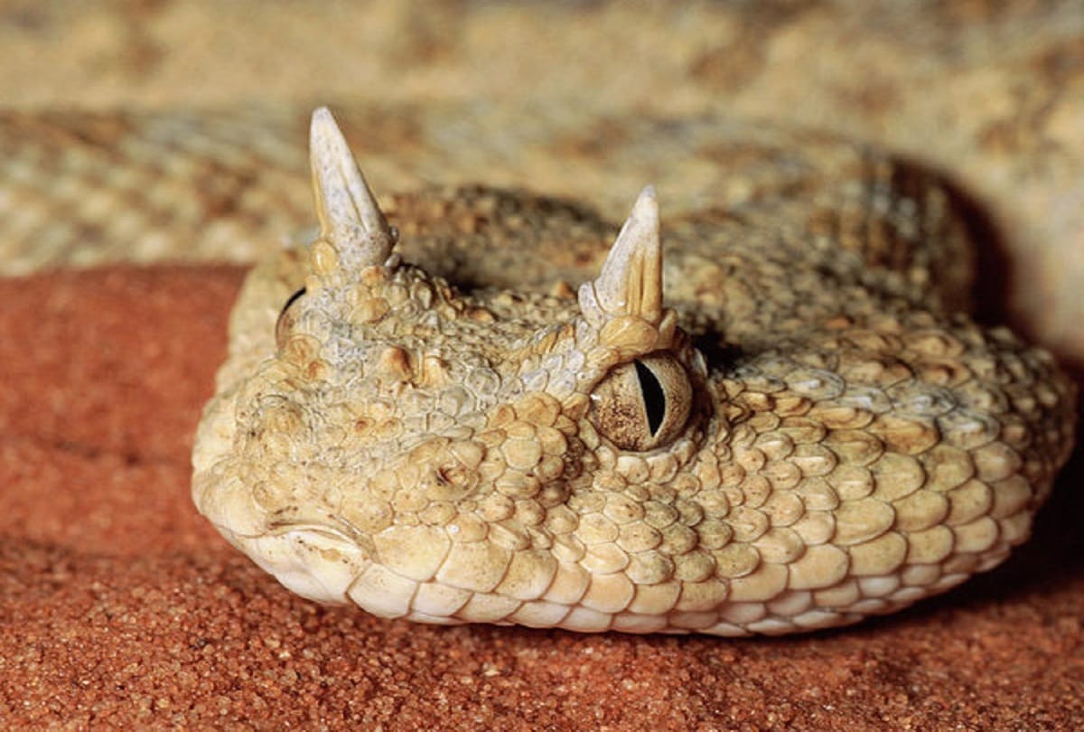 some interesting facts about snakes