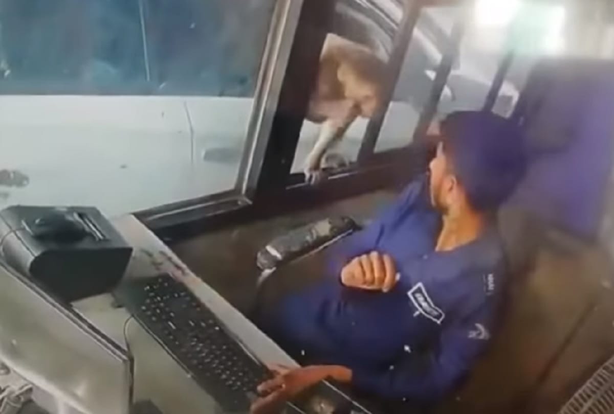 monkey steals money and escapes from toll booth in kanpur watch viral video 