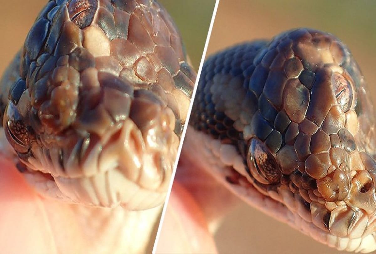 Three Eyed Snake Found On Highway in Australia Pics and photo Viral