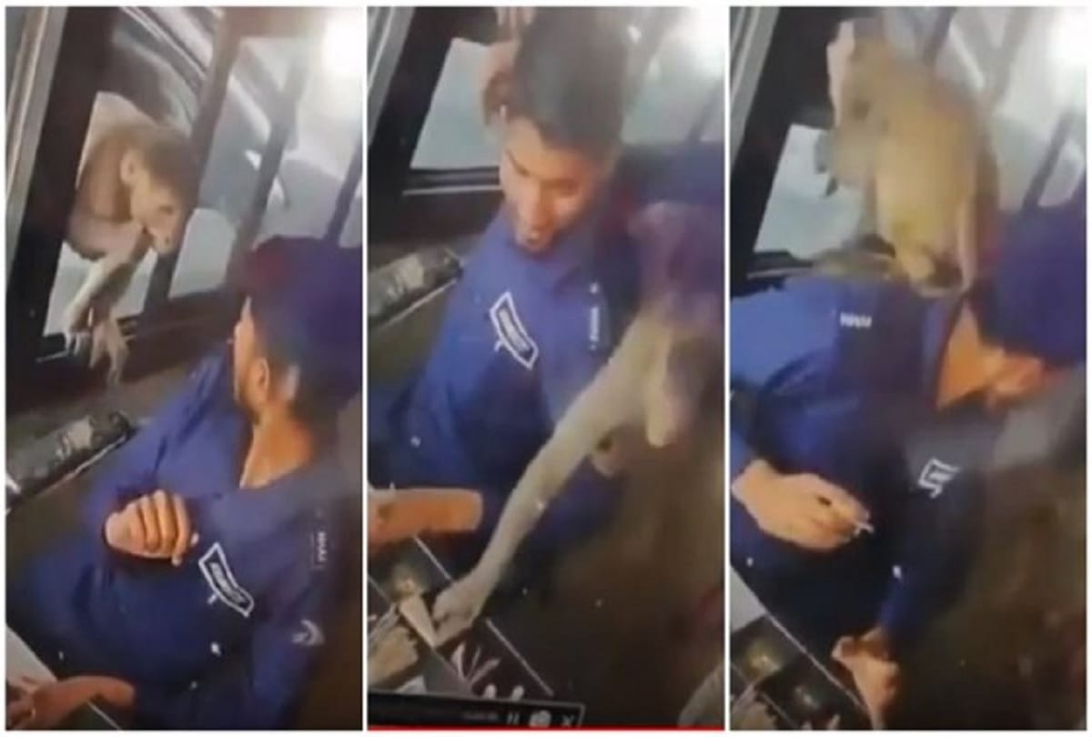 monkey steals money and escapes from toll booth in kanpur watch viral video 