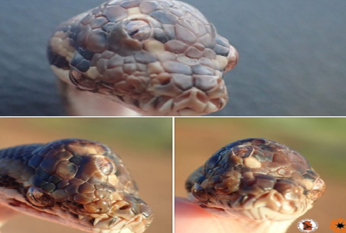 Three Eyed Snake Found On Highway in Australia Pics and photo Viral