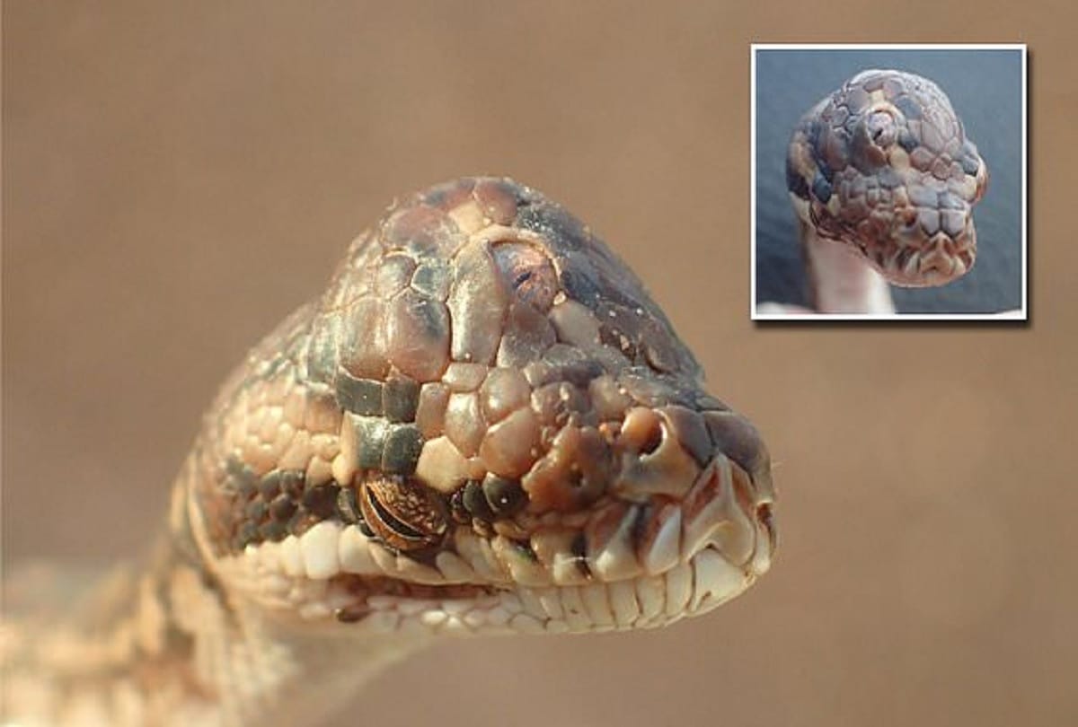 Three Eyed Snake Found On Highway in Australia Pics and photo Viral