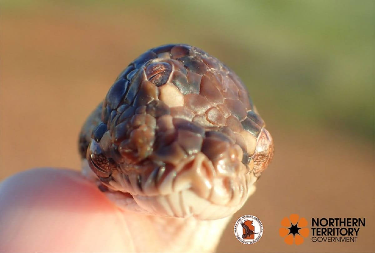 Three Eyed Snake Found On Highway in Australia Pics and photo Viral