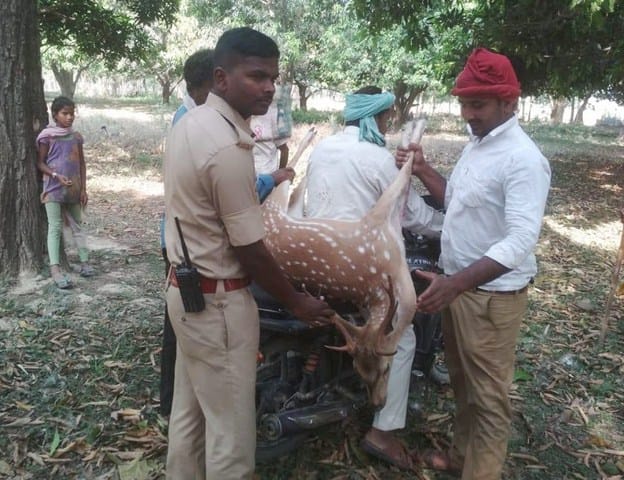 wanders, deer, dogs killed by villagers