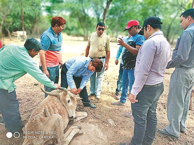 Treatment of sick cow dowry