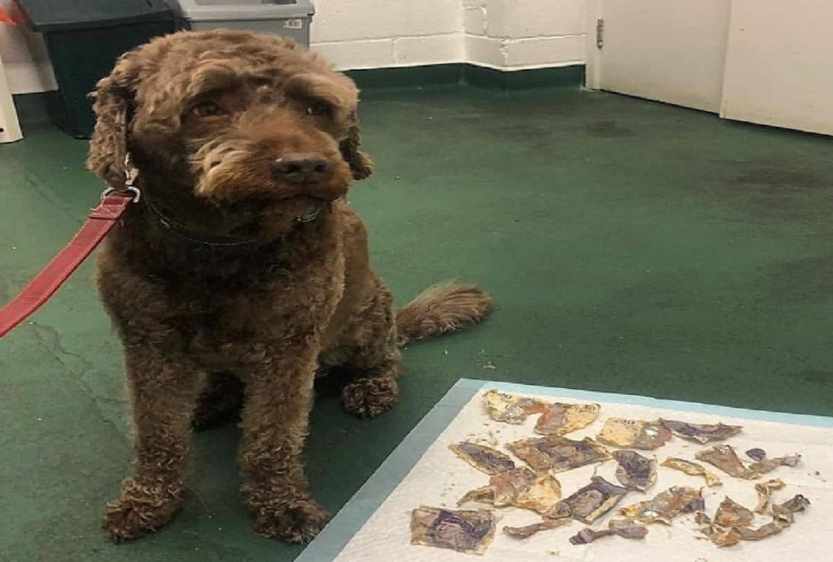 naughty dog eats 15 thousand cash note photo viral owner spent 12 thousand rupees to remove