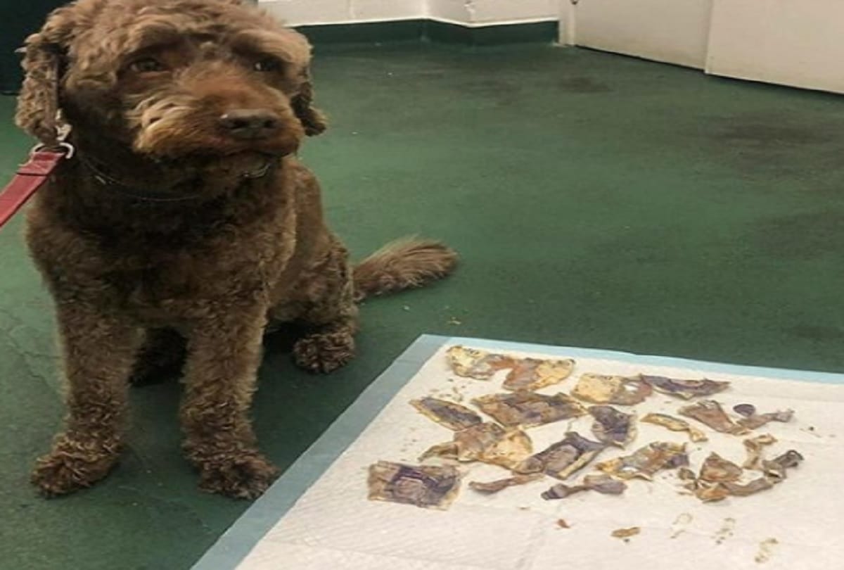 naughty dog eats 15 thousand cash note photo viral owner spent 12 thousand rupees to remove