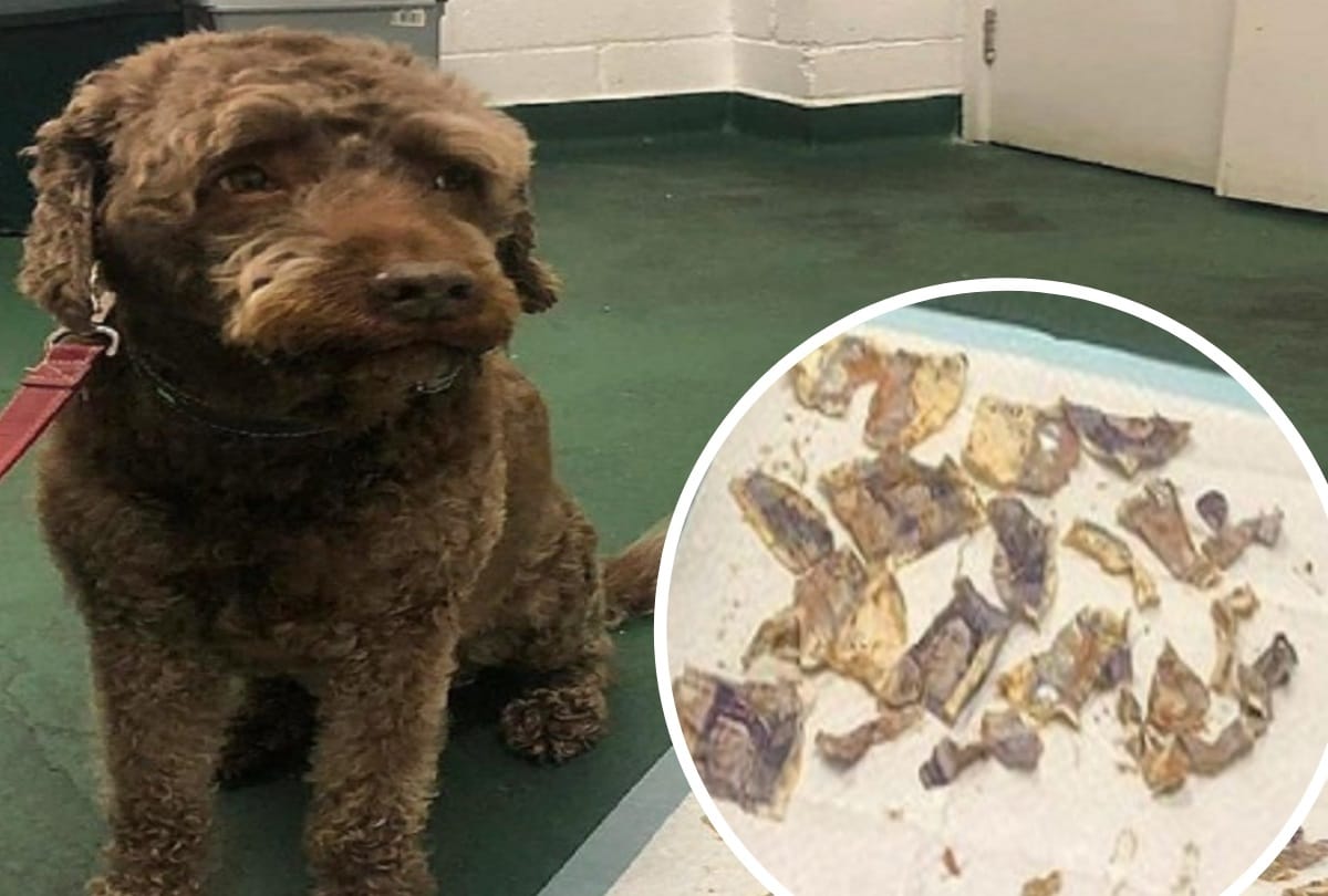 naughty dog eats 15 thousand cash note photo viral owner spent 12 thousand rupees to remove