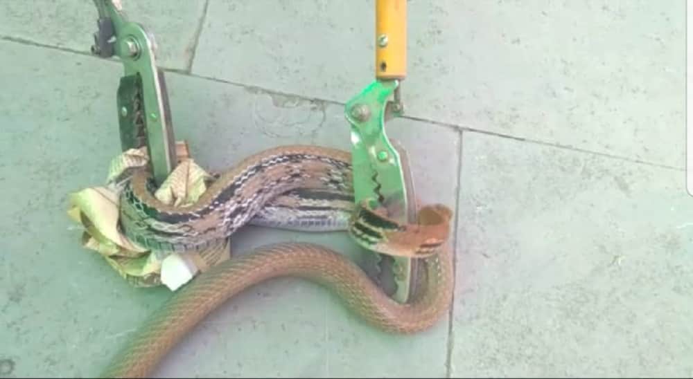 very poisonous flying snake photos and videos