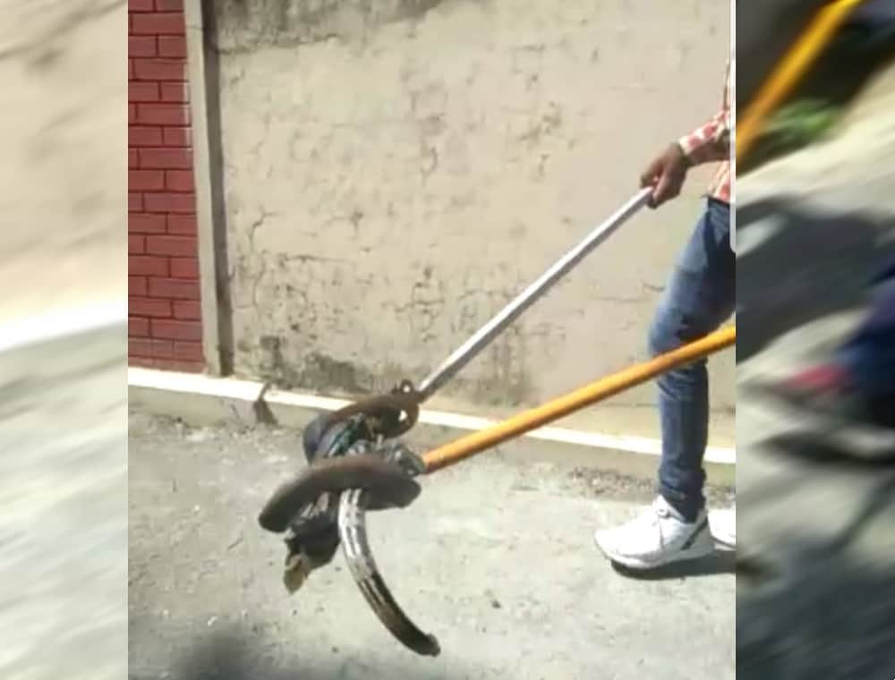 very poisonous flying snake photos and videos