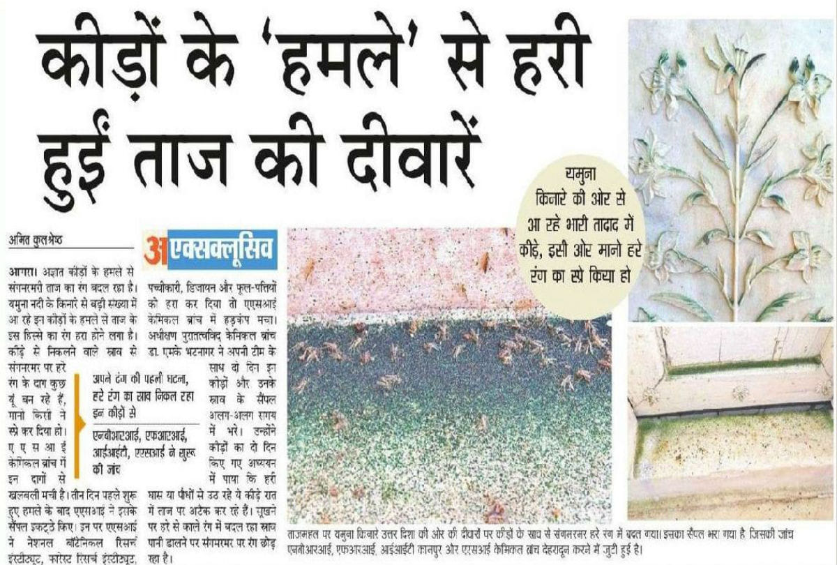 taj mahal's marble turns green due to insects attack