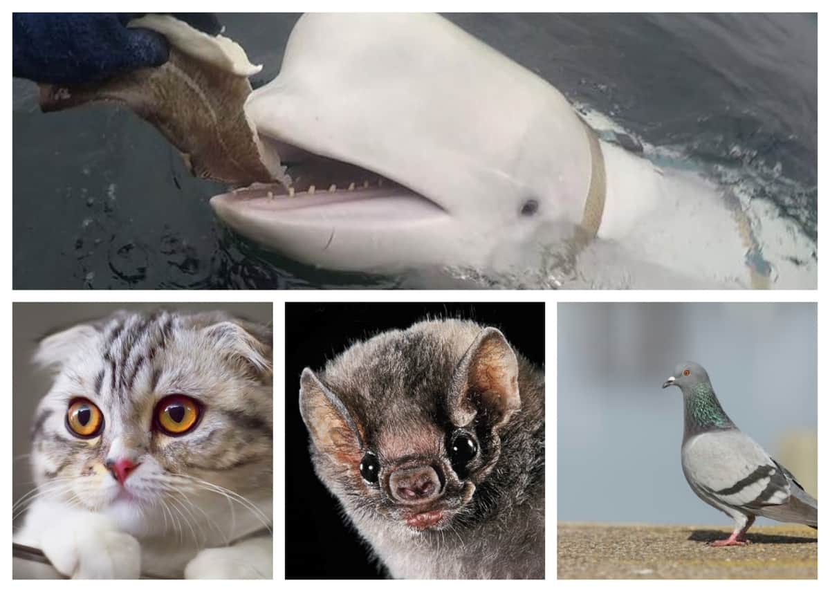 Many countries uses animals, mammals for war and Spying