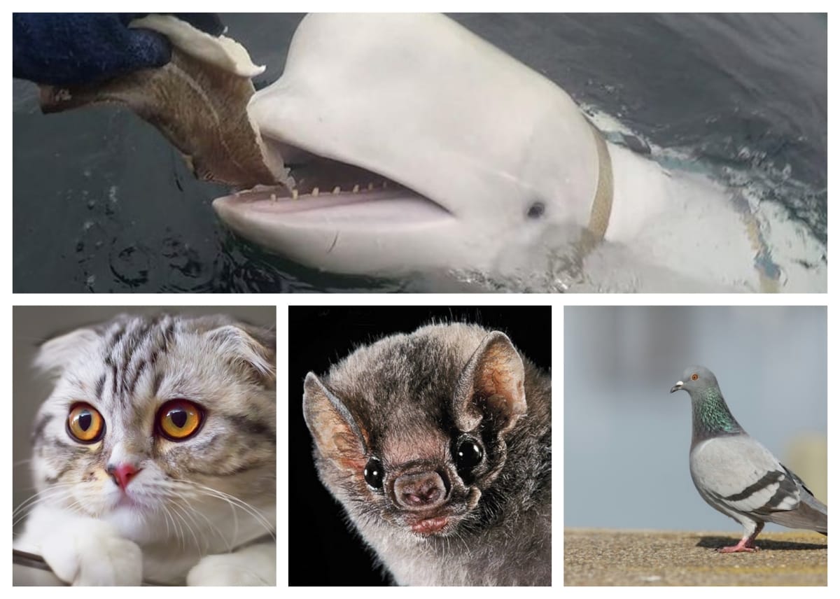 Many countries uses animals, mammals for war and Spying