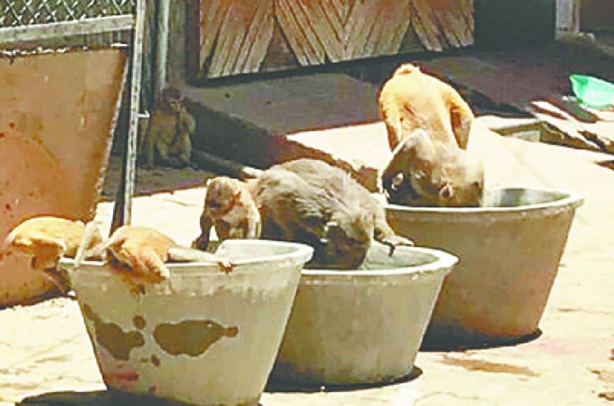fight of monkeys on the road in bah agra