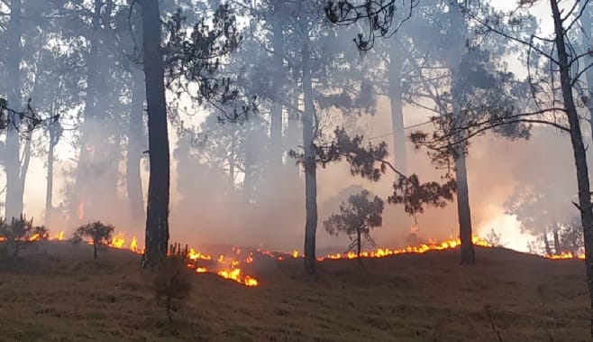 Fire in the forests of Daphaut Road and Mankot