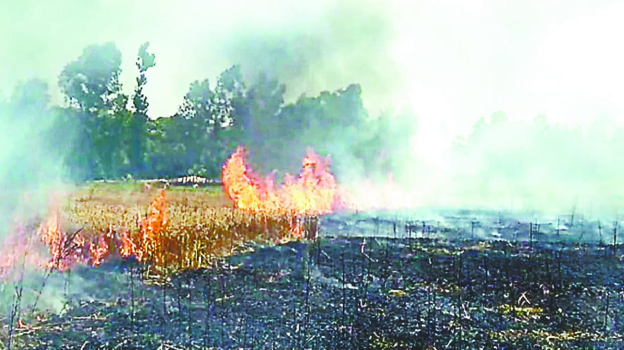 Wheat crop burns after broken current in broken wire