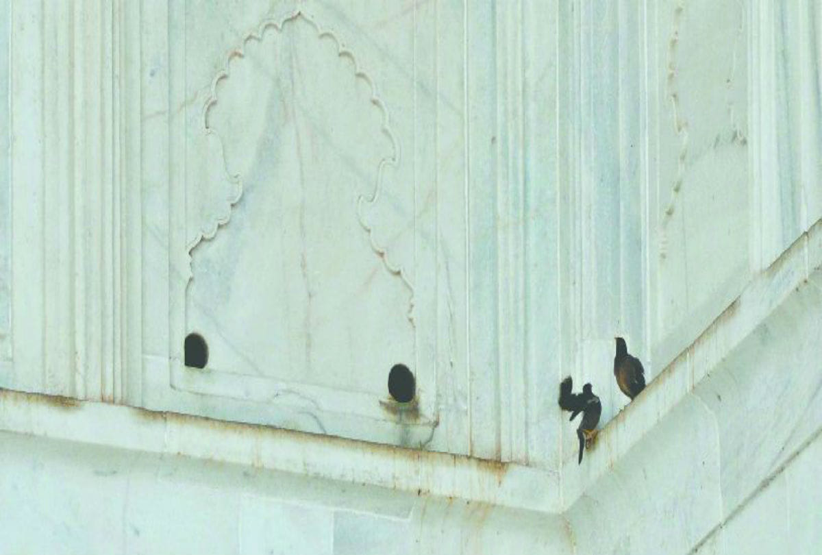 taj mahal's marble turns yellow and green due to pollution