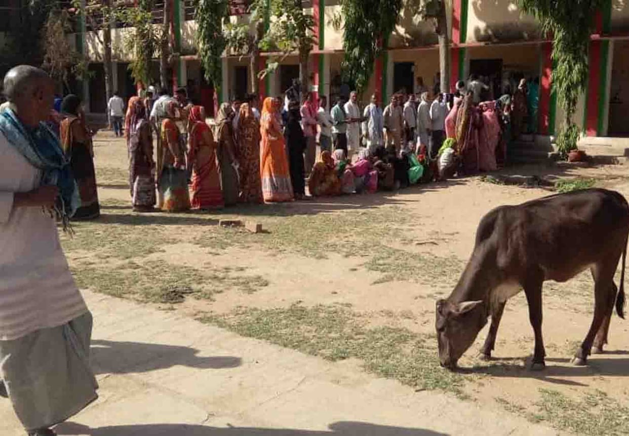 bull reached in 5th phase of election in a polling center