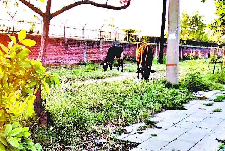 School Student Complaint to UT Advisor for Cycle Track