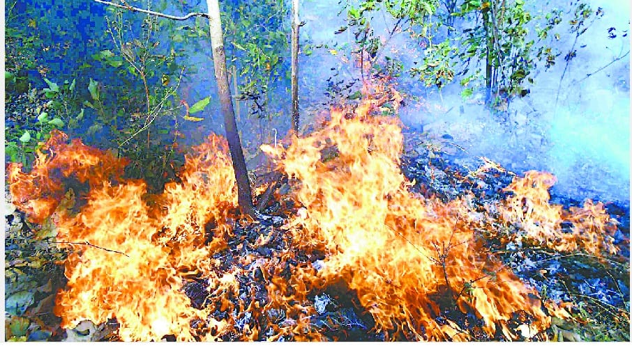 fire in jungle in tanakpur