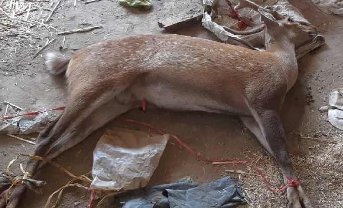कुत्तों के झुंड ने हिरन को नोचकर मार डाला