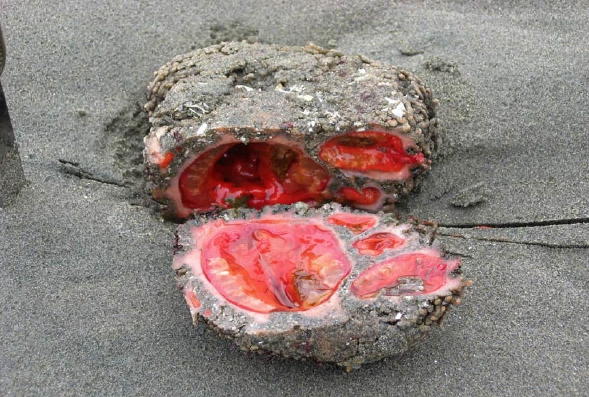 Pyura Chilensis Living Rock That Can Be Eaten