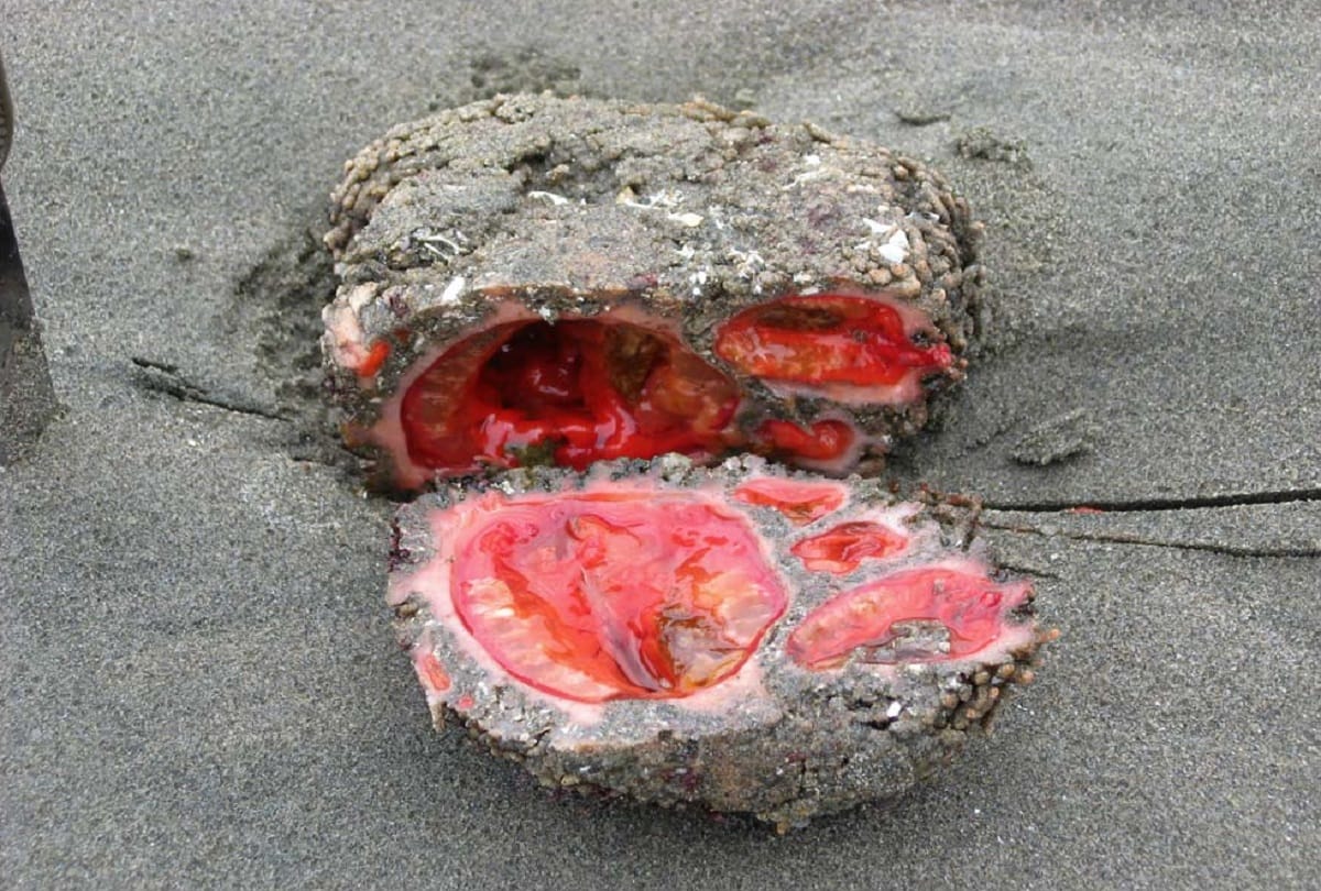 Pyura Chilensis Living Rock That Can Be Eaten