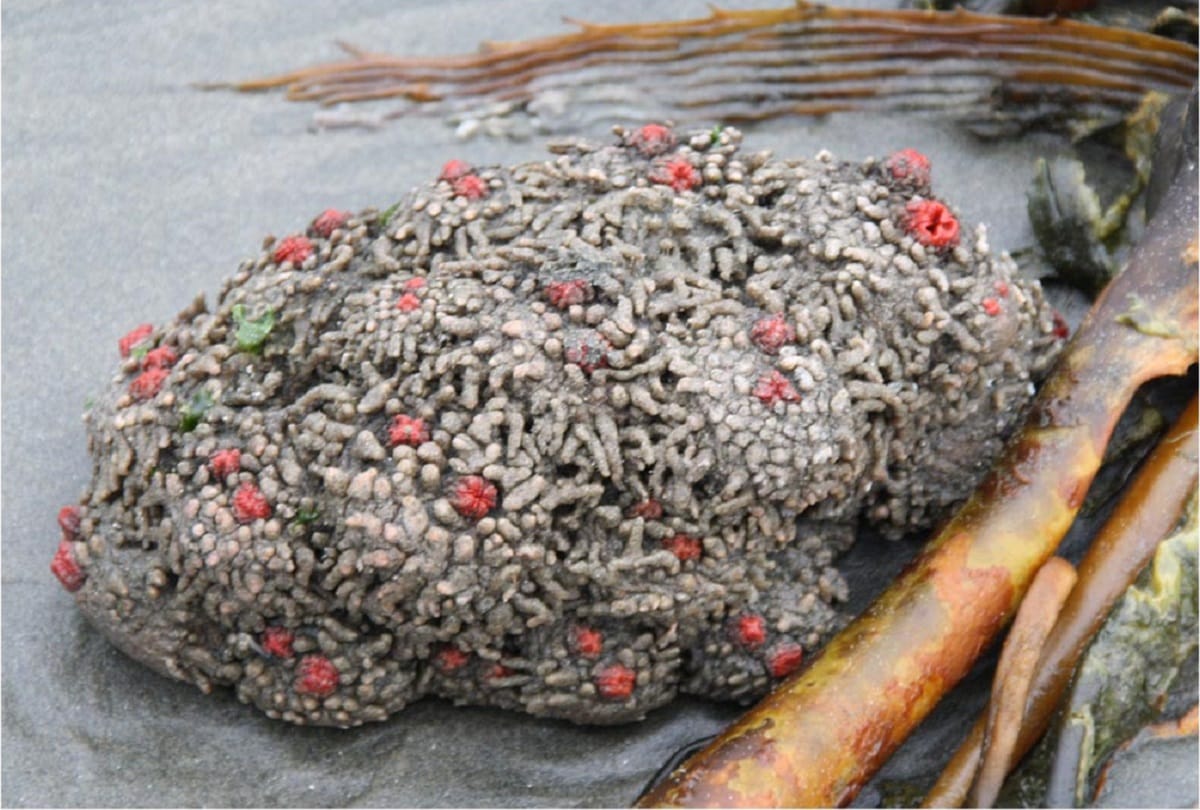 Pyura Chilensis Living Rock That Can Be Eaten
