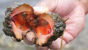 Pyura Chilensis Living Rock That Can Be Eaten