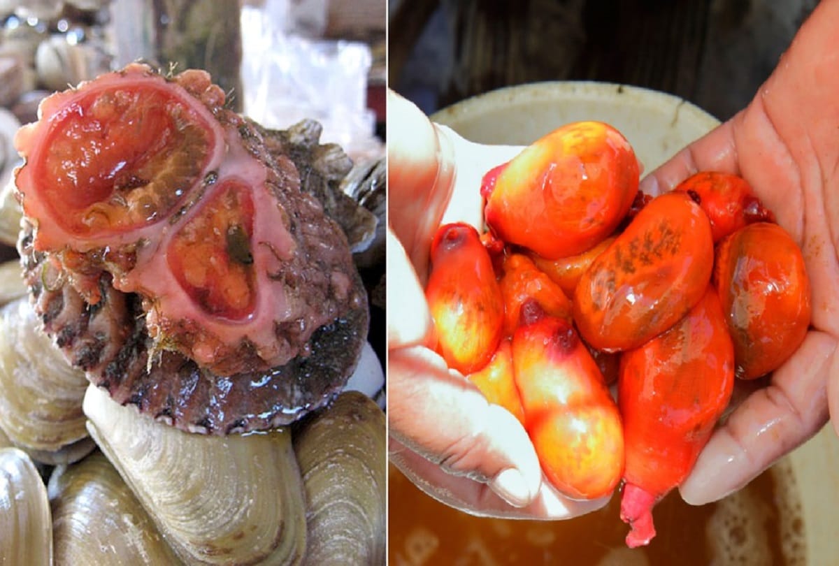 Pyura Chilensis Living Rock That Can Be Eaten