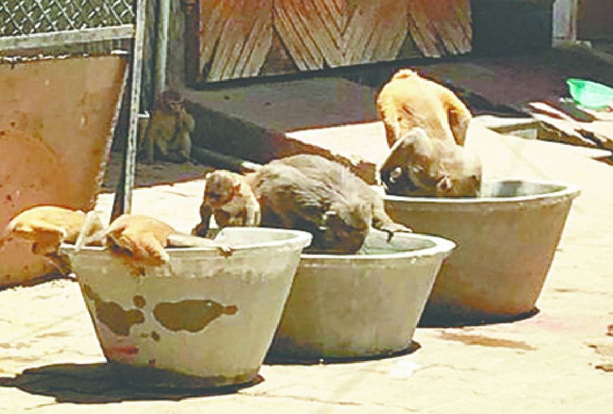monkeys killing by poison in vrindavan