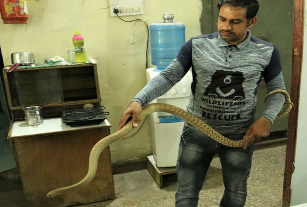 six feet rat snake in syndicate bank mathura wildlife team rescue