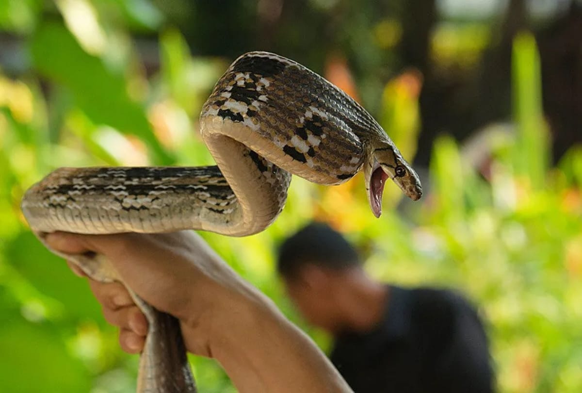 food and drink made of snake in vietnam