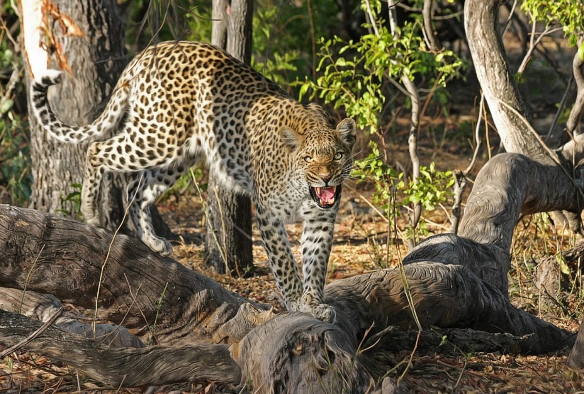 This weekend make a plan visit sariska national park near delhi