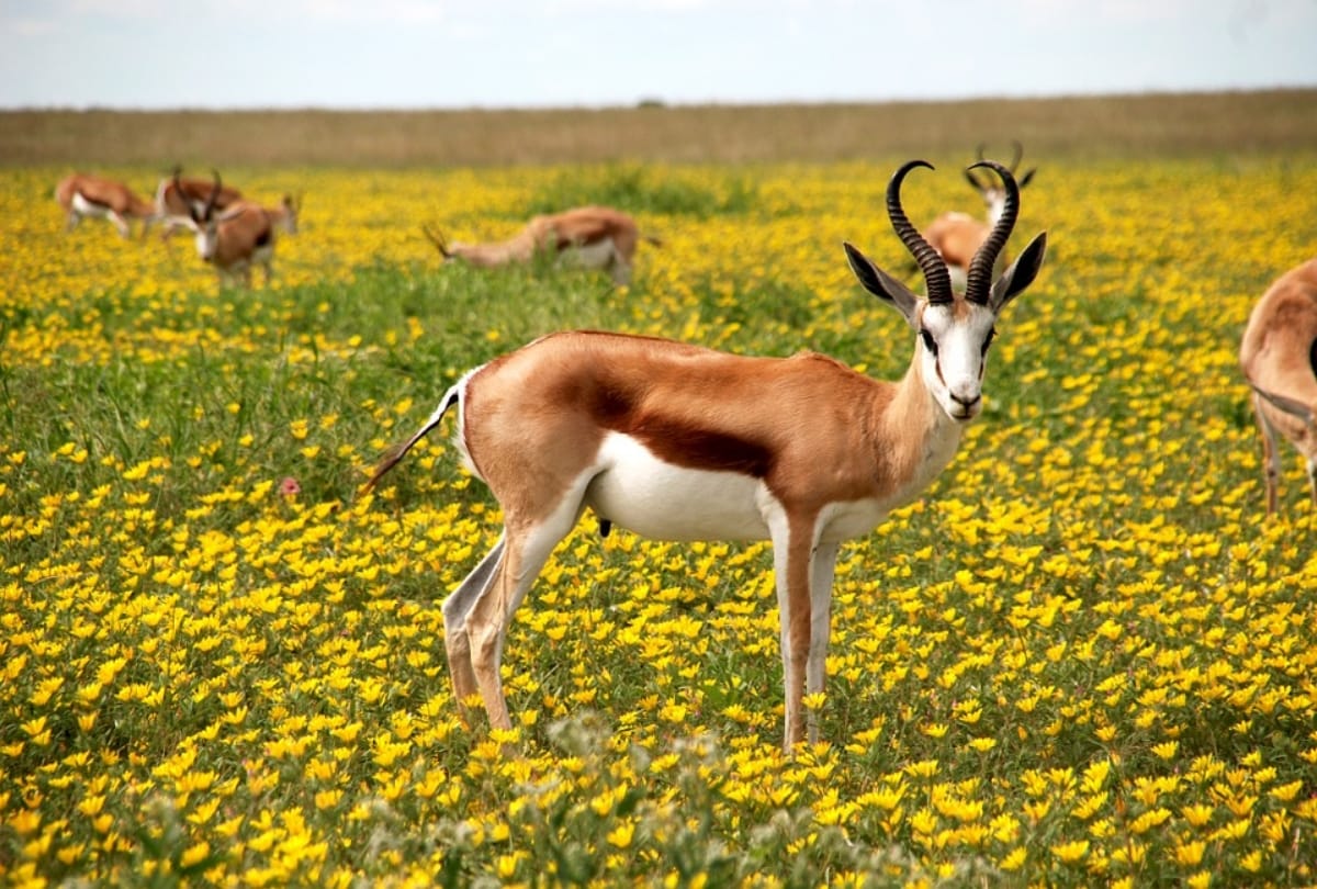 This weekend make a plan visit sariska national park near delhi