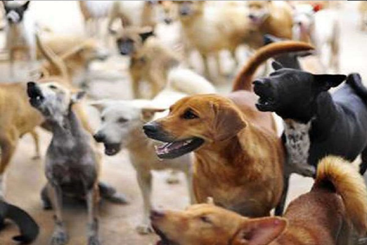 France Pregnant woman killed by wild dogs during hunt in the area