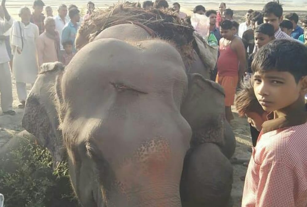 Elephant and mahaout died because of electric current in Sultanpur.