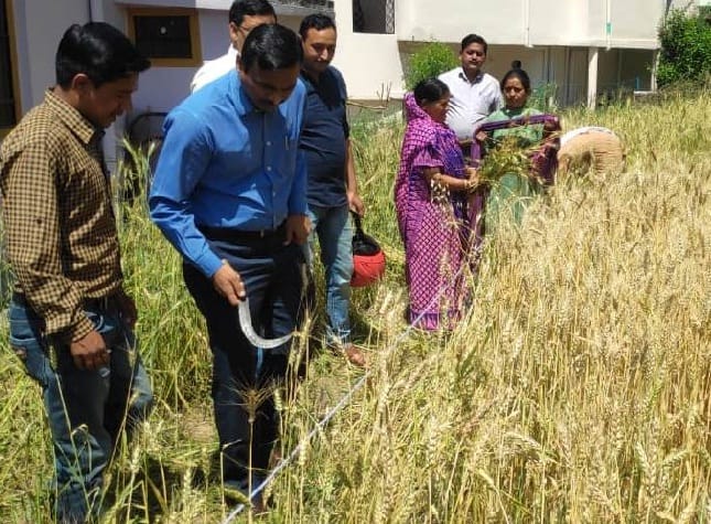 DM launches crop cutting by cutting wheat