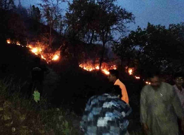 Blowing fame and the forest of Koota