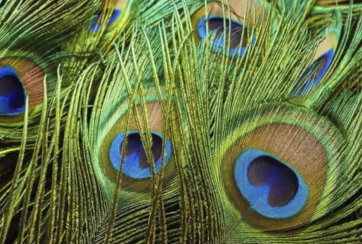 Diwali 2021 Deepawali ki safai if you found things during the cleaning of Diwali it brings wealth and prosperity