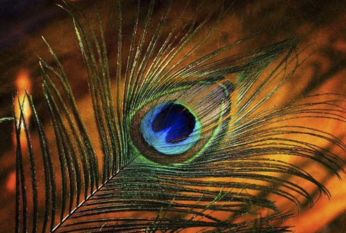 Measures of peacock feathers to bring prosperity to your home